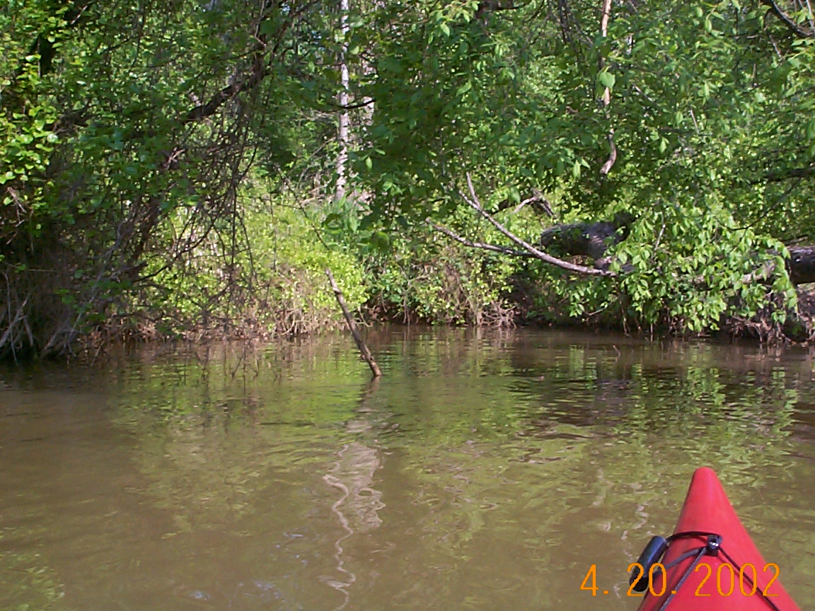 ./2002/Neuse River Bufaloe to Rogers/DCP01367.JPG